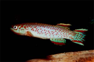 Scriptaphyosemion guiagnardi