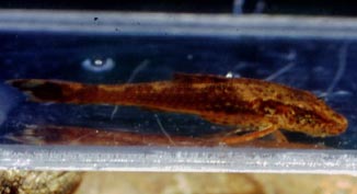 Schizolecis guntheri