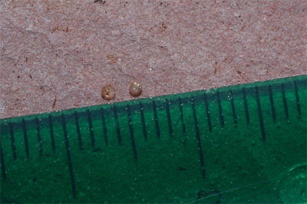 Simpsonichthys reticulatus Eier