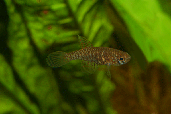 Simpsonichthys reticulatus