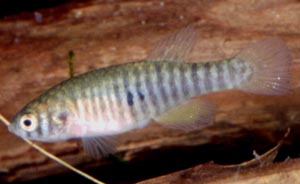 Simpsonichthys boitoni Weibchen