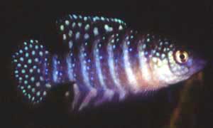 Simpsonichthys stellatus Mnnchen