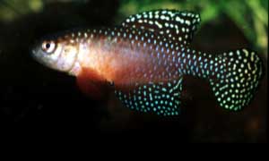 Simpsonichthys picturatus