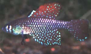 Simpsonichthys spec. Xingu