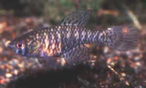 Simpsonichthys spec. Xingu