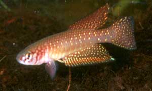 Simpsonichthys whitei