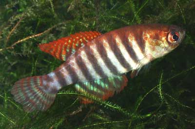 Simpsonichthys delucai