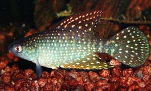 Simpsonichthys ghisolfii