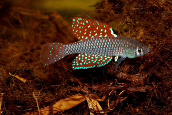 Simpsonichthys reticulatus