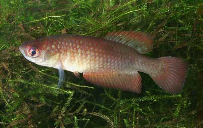 Simpsonichthys rosaceus