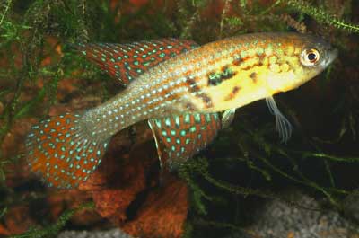 Simsponichthys auratus