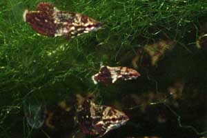 Spaerichthys vaillanti Jungfische