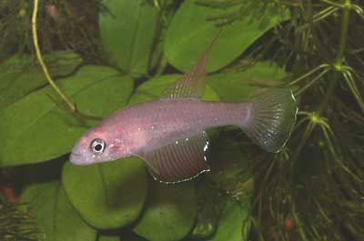 Spectrolebias semiocellatus
