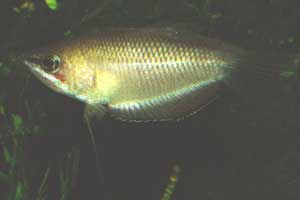 Sphaerichthys acrostoma