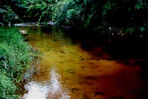 Sungai Merah, the Red River