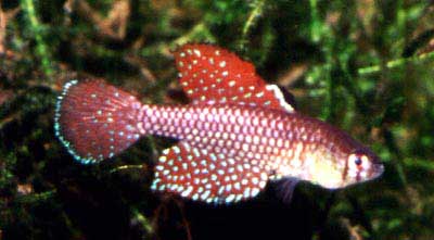 Sympsonichthys reticulatus