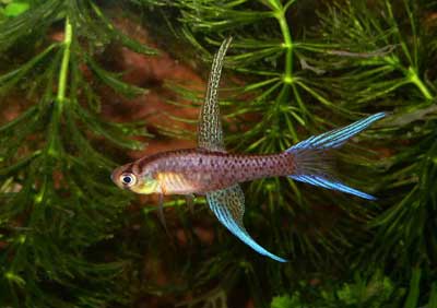 Terranatos dolichopterus