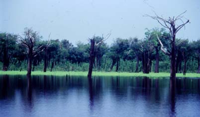 Uferzone mit ueberschwemmter Grasvegetation