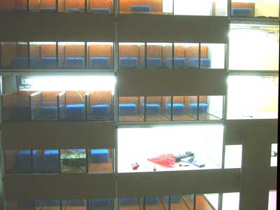 Gestell mit den ersten Aquarien